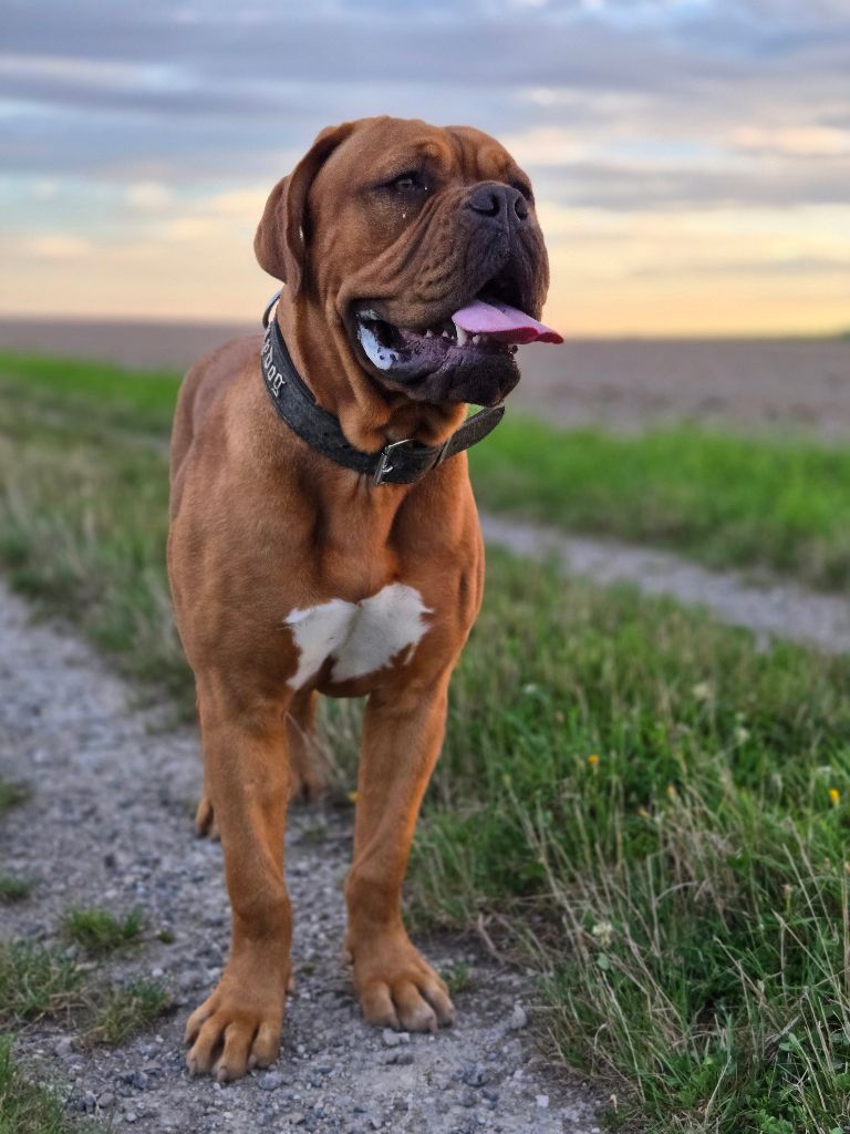 Les Dogue de Bordeaux de l'affixe des  Blues Blacks Bolts