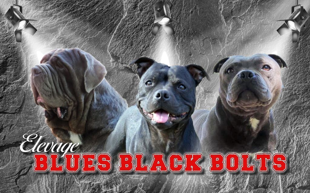 des  Blues Blacks Bolts - changement de logo de l'élevage 