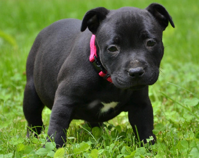 des  Blues Blacks Bolts - Staffordshire Bull Terrier - Portée née le 23/04/2023