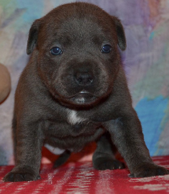 des  Blues Blacks Bolts - Staffordshire Bull Terrier - Portée née le 27/10/2023