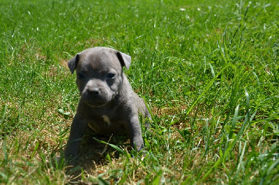 des  Blues Blacks Bolts - Staffordshire Bull Terrier - Portée née le 02/05/2023