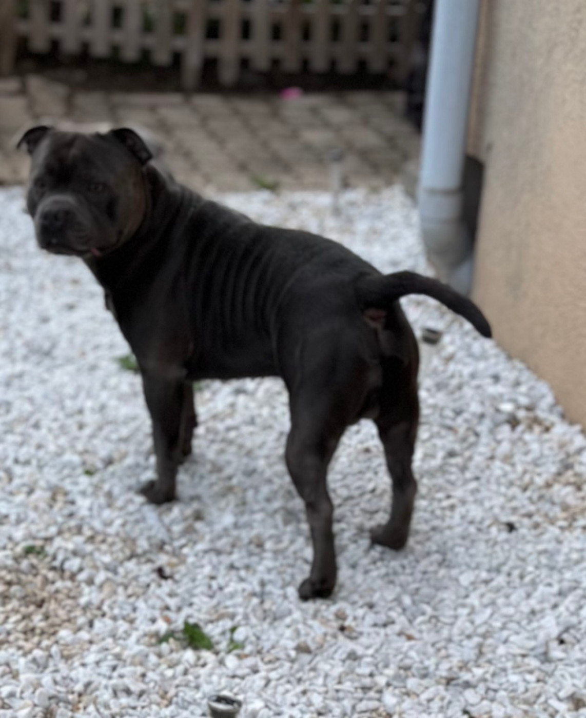 (Sans Affixe) taz des blues blacks bolts