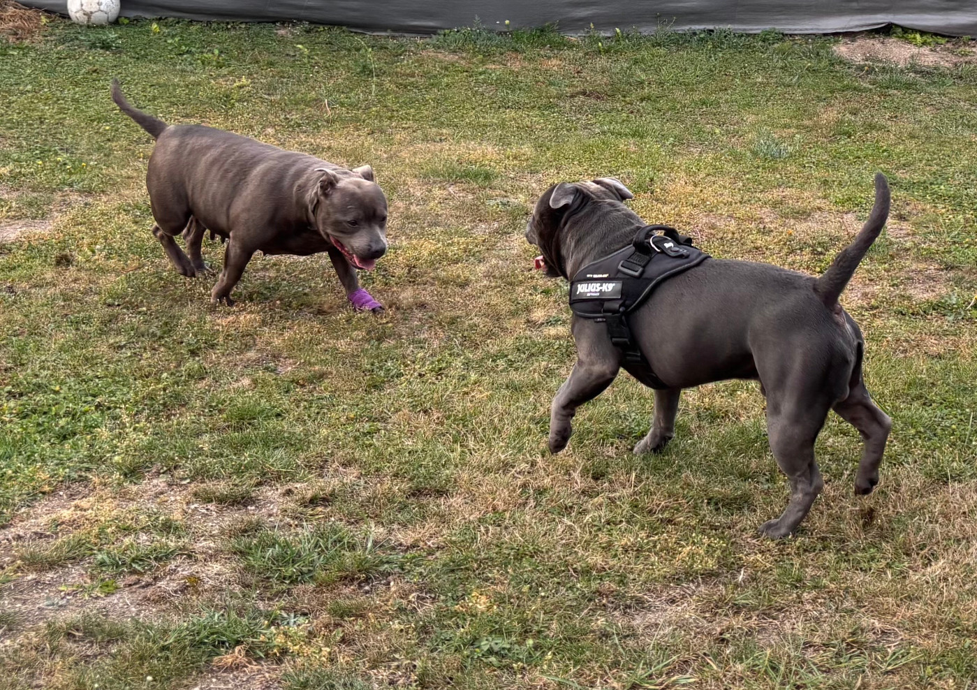 des  Blues Blacks Bolts - Staffordshire Bull Terrier - Portée née le 27/10/2025