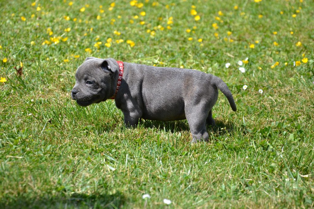 des  Blues Blacks Bolts - Chiots disponibles - Staffordshire Bull Terrier