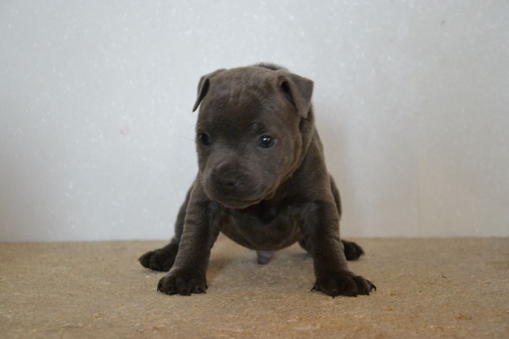 des  Blues Blacks Bolts - Chiots disponibles - Staffordshire Bull Terrier